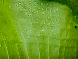 Green line pattern with water droplets background
