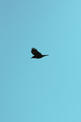 Black silhouette of a crow flying against a bright sunny winter sky above the coastal bay of Polzeath, Cornwall, UK. Looking like a dreamy summer scene - Icon and illustration qualities.