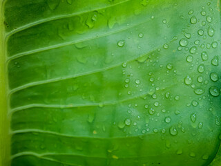 Green line pattern with water droplets background