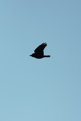 Black silhouette of a crow flying against a bright sunny winter sky above the coastal bay of Polzeath, Cornwall, UK. Looking like a dreamy summer scene - Icon and illustration qualities.