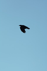 Obraz premium Black silhouette of a crow flying against a bright sunny winter sky above the coastal bay of Polzeath, Cornwall, UK. Looking like a dreamy summer scene - Icon and illustration qualities.