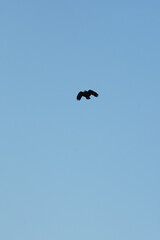 Black silhouette of a crow flying against a bright sunny winter sky above the coastal bay of Polzeath, Cornwall, UK. Looking like a dreamy summer scene - Icon and illustration qualities.