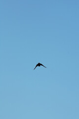 Black silhouette of a crow flying against a bright sunny winter sky above the coastal bay of Polzeath, Cornwall, UK. Looking like a dreamy summer scene - Icon and illustration qualities.