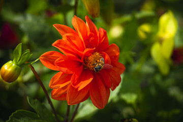Honey bee collecting pollen at beautiful flower in blur background. 