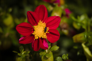 Stingless bee collecting pollen at beautiful flower in blur background. 