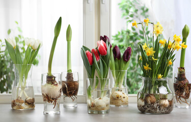Fototapeta na wymiar Beautiful spring flowers in glassware on grey window sill