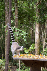 A lemur walking on a table full of fruits with trees in the background. Monkeyland, Plettenberg Bay, South Africa.