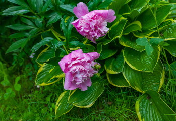 Obraz premium Red flowers peonies on a flower bed in the summer closeup after the rain