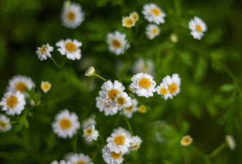 White Daisy flower closeup on green background in summer. Focus on one flower in the center