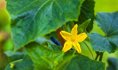 Yellow pumpkin flower closeup