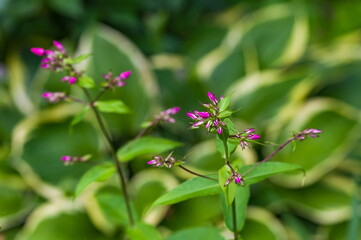 Garden pink flower buds closeup in the summer on a background of green leaves of Hosta