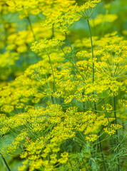 Yellow fennel flowers closeup in summer on a green background