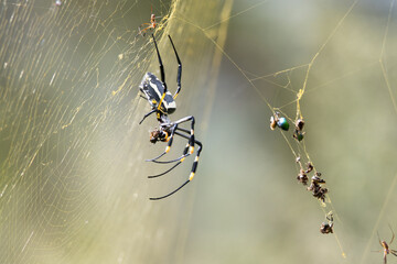 Kruger National Park: spider and its web