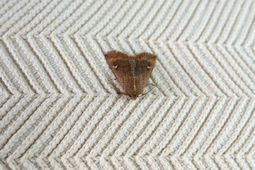 brown insect, Clothes moth, sitting on a white woolen sweater, selective focus, pest concept, destruction and damage to clothes in the house