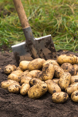 Potato harvest close up. Freshly harvested potato with shovel on ground in farm garden
