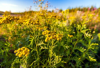 Obraz premium Tansy flowers in summer closeup