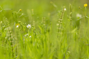 Abstract nature green yellow blurred background. Spring summer meadow grass, little white flowers and plants with beautiful bokeh