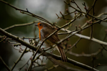 Woodland Robin