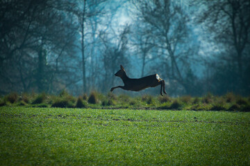 Roe Deer leaping