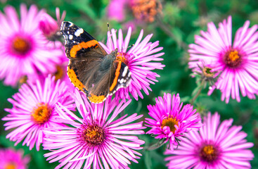 Butterfly Red Admiral on violet flower