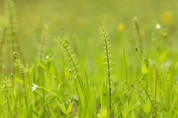 Abstract nature green yellow blurred background. Spring summer meadow grass, little white flowers and plants with beautiful bokeh	
