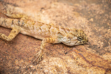 a brown gecko lizard on a brown rock at the jungle island, close up