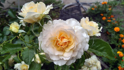 Rose with apricot blend color named Marjorie Marshall from English Legend Roses collection