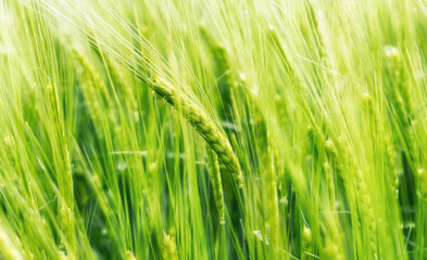 Blurry green wheat field