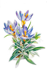 purple crocuses watercolor illustration on white background