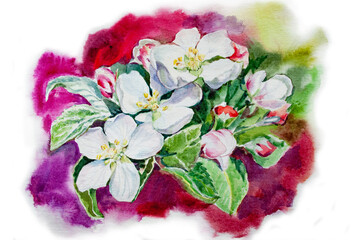 apple tree flowers on a burgundy background watercolor illustration