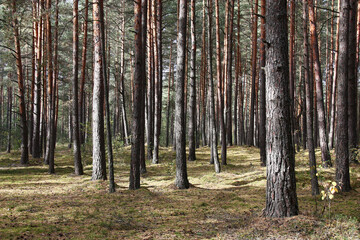 Sunny autumn day. Excellent weather. The site of the pure coniferous forest with rare pines. The earth under trees is covered with a moss and the fallen-down needles.