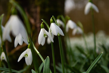 Snowdrops in Woodland