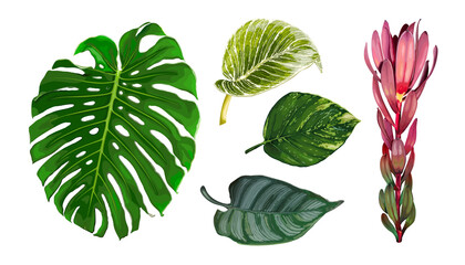 Set of different tropical leaves isolated on white background. Realistic vector illustration of Monstera, Epipremnum, Ctenanthe, Philodendron and Leucadendron plants. Botanical design elements