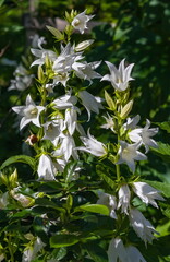 White flowers bells closeup