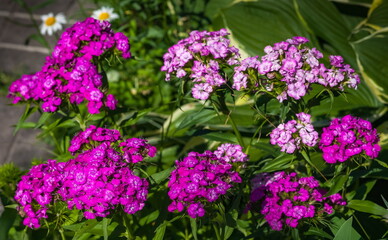 Carnation garden flower closeup