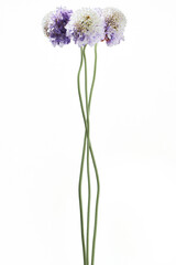 Fototapeta premium Knautia arvensis 白背景