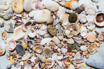 Pile of natural seashells , pebbles and sea treasures.