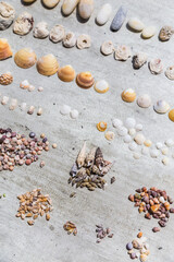 Natural seashells sorted in piles and rows on light grey background,