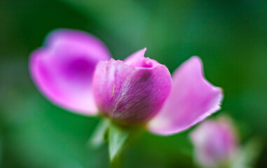 Fototapeta na wymiar Rose flower closeup