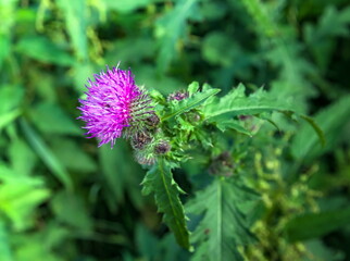 Flower Thistle closeup