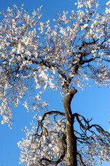 Très vieil amandier en fleurs