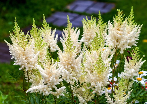 White astilba flowers close-up on a green background