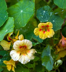 Nasturtium yellow flowers closeup