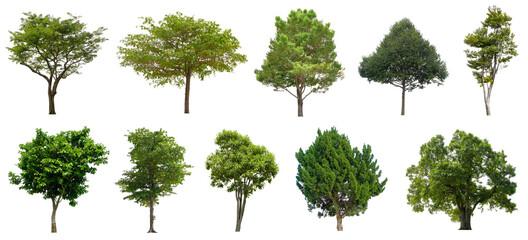 Set beautiful trees isolated on white background, Suitable for use in architectural design, Decoration work, Used with natural articles both on print and website.