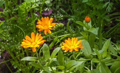 Orange calendula flower closeup