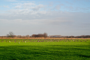 Birds gather in Dutch polder landscape
