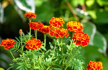 Marigold flower on green background