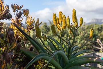 aloe vera plant