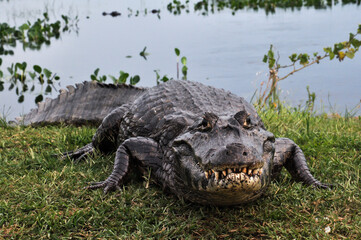 Huge caiman (Caiman yacare) on the shore of a lagoon in Iberá wetland, South America