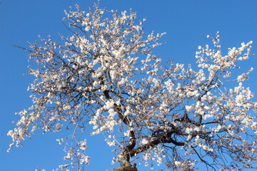 Très vieil amandier en fleurs